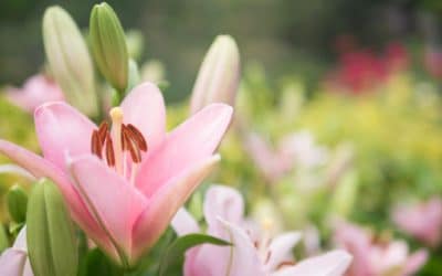 Experiencing nature may benefit people with depression, expert says.